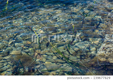 Crystal clear water with stones and seaweed on a sunny day Crystal clear water with stones and seaweed on a sunny day 139677829