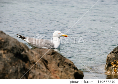 Seagull floating peacefully between rocks in serene coastal waters Seagull floating peacefully between rocks in serene coastal waters 139677850