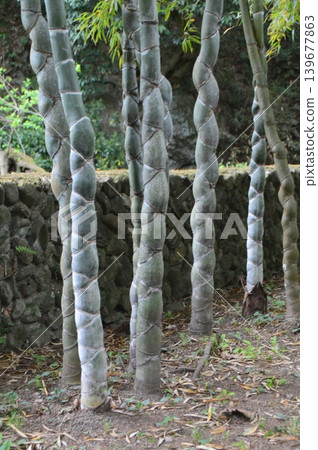 Tortoise-shell bamboo (Tenjin-yama Garden / Watase, Kamikawa-machi, Kodama-gun, Saitama Prefecture) Tortoise-shell bamboo (Tenjin-yama Garden / Watase, Kamikawa-machi, Kodama-gun, Saitama Prefecture) 139677863