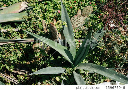 Prickly desert cactus and green foliage in sunlit garden 139677946