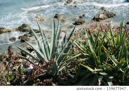 Coastal succulents and vibrant wildflowers overlooking rocky shoreline Coastal succulents and vibrant wildflowers overlooking rocky shoreline 139677947