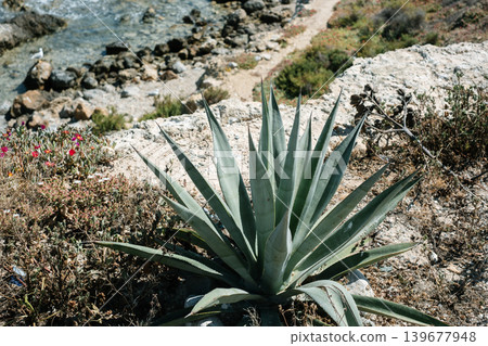 Coastal agave plant overlooking rocky shoreline with ocean view Coastal agave plant overlooking rocky shoreline with ocean view 139677948