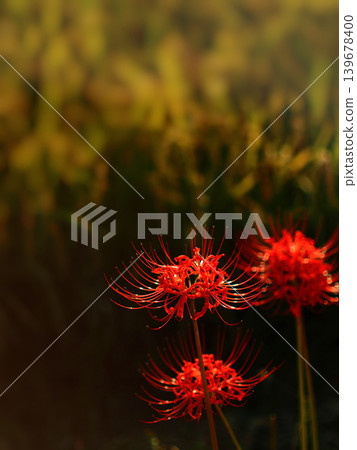 Vibrant spider lilies blooming along the rice paddy paths in autumn. Vibrant spider lilies blooming along the rice paddy paths in autumn. 139678400