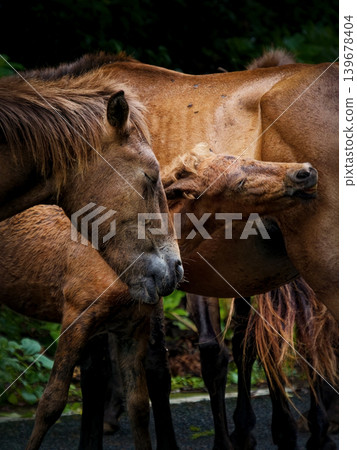 Interacting with a mother and foal of Misaki horses in the natural surroundings of Toi Cape. Interacting with a mother and foal of Misaki horses in the natural surroundings of Toi Cape. 139678404