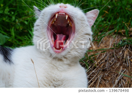 White cat with black back, lying on its back, opened its mouth, yawned and curled its tongue slightly. The peaceful life of a pet, cared for and fed regularly by its owner. A meme template, relaxing White cat with black back, lying on its back, opened its mouth, yawned and curled its tongue slightly. The peaceful life of a pet, cared for and fed regularly by its owner. A meme template, relaxing 139678498