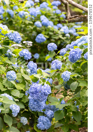 A cluster of refreshing blue hydrangeas_vertical tag 139678552