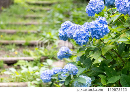 A scene of blue hydrangeas blooming beside the stairs. A scene of blue hydrangeas blooming beside the stairs. 139678553