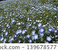 藍色粉蝶 139678577
