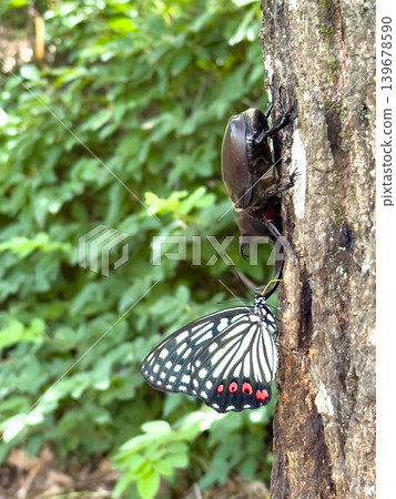 Beetles and beautiful butterflies gathering around tree sap - vertical 139678590