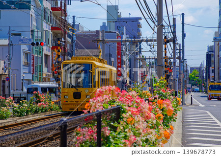 TODEN8501 TODEN 電車與盛開的玫瑰:車輛更新項目 TODEN8501 TODEN 電車與盛開的玫瑰:車輛更新項目 139678773