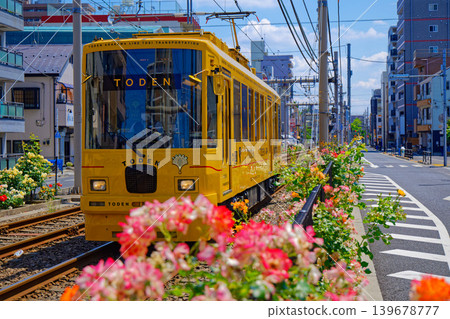 TODEN8501 TODEN Streetcar and Roses in Full Bloom: Vehicle Renewal Project TODEN8501 TODEN Streetcar and Roses in Full Bloom: Vehicle Renewal Project 139678777