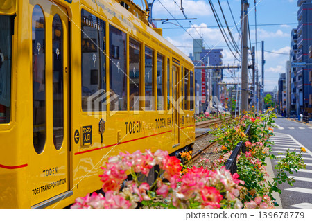 TODEN8501 TODEN Streetcar and Roses in Full Bloom: Vehicle Renewal Project TODEN8501 TODEN Streetcar and Roses in Full Bloom: Vehicle Renewal Project 139678779
