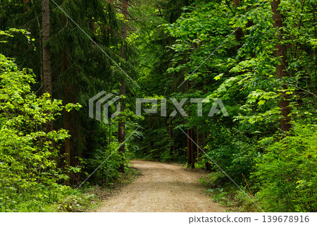 Forest Path in Fairytale Woodland, Moody Pine and Spruce Summer Landscape Background Forest Path in Fairytale Woodland, Moody Pine and Spruce Summer Landscape Background 139678916