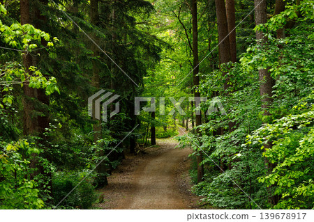 Forest Path in Fairytale Woodland, Moody Pine and Spruce Summer Landscape Background Forest Path in Fairytale Woodland, Moody Pine and Spruce Summer Landscape Background 139678917