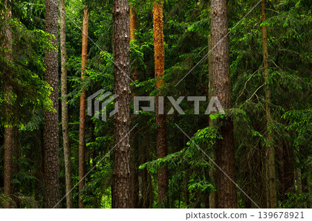 Forest in Fairytale Woodland, Pine and Spruce Summer Landscape Background Forest in Fairytale Woodland, Pine and Spruce Summer Landscape Background 139678921