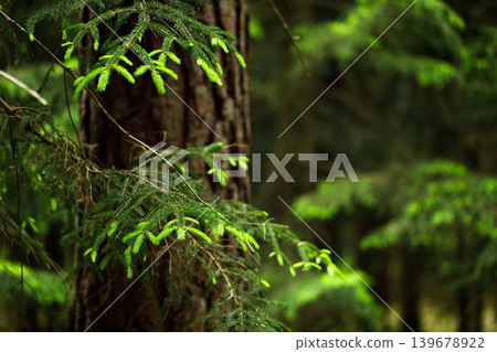 Forest Landscape with Spruce Branches, Moody Fairytale Woodland Background Forest Landscape with Spruce Branches, Moody Fairytale Woodland Background 139678922
