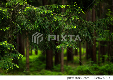 Forest Landscape with Spruce Branches, Moody Fairytale Woodland Background Forest Landscape with Spruce Branches, Moody Fairytale Woodland Background 139678923