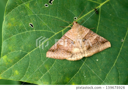 Oounmonkuchiba Oounmonkuchiba 139678926