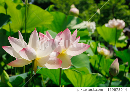 Landscape with lotus flowers Landscape with lotus flowers 139678944