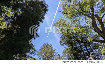 Blue sky and contrails visible through the trees 139679046