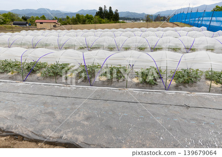 春天種植西瓜 春天種植西瓜 139679064