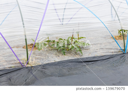 Planting watermelons in spring Planting watermelons in spring 139679070