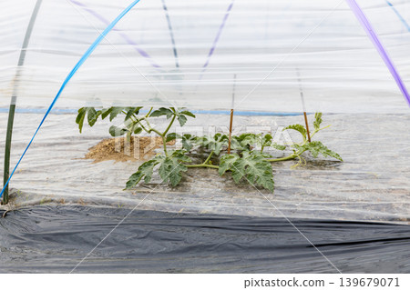 春天種植西瓜 春天種植西瓜 139679071