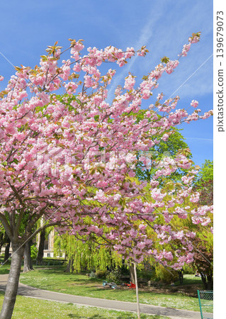 Cherry blossoms in bloom in Trocadéro Square, Paris: A spring scene in France (April 11, 2022) Cherry blossoms in bloom in Trocadéro Square, Paris: A spring scene in France (April 11, 2022) 139679073