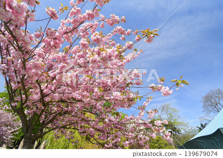 Cherry blossoms in bloom in Trocadéro Square, Paris: A spring scene in France (April 11, 2022) Cherry blossoms in bloom in Trocadéro Square, Paris: A spring scene in France (April 11, 2022) 139679074