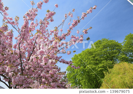 Cherry blossoms in bloom in Trocadéro Square, Paris: A spring scene in France (April 11, 2022) 139679075