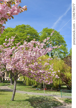 Cherry blossoms in bloom in Trocadéro Square, Paris: A spring scene in France (April 11, 2022) Cherry blossoms in bloom in Trocadéro Square, Paris: A spring scene in France (April 11, 2022) 139679077