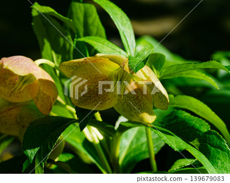 毛茛科，聖誕玫瑰（Helleborus thunbergii） 139679083