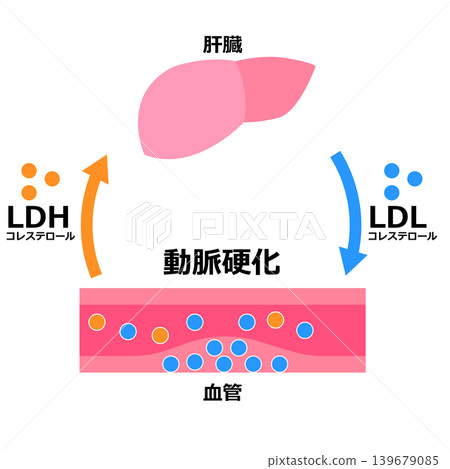 低密度脂蛋白和乳酸脫氫酶 低密度脂蛋白和乳酸脫氫酶 139679085