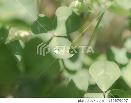 Water droplets, clover leaves, macro, nature, light, natural, spring, fresh greenery, background material, healing Water droplets, clover leaves, macro, nature, light, natural, spring, fresh greenery, background material, healing 139679097
