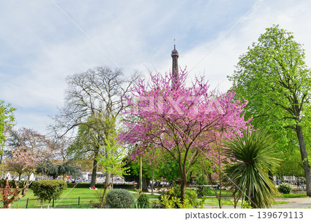 European redbuds in bloom in Trocadéro Square and the Eiffel Tower: A spring scene in Paris (April 11, 2022) 139679113