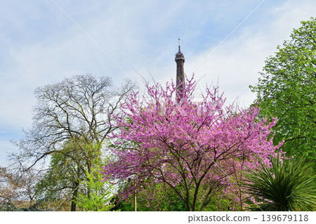 European redbuds in bloom in Trocadéro Square and the Eiffel Tower: A spring scene in Paris (April 11, 2022) European redbuds in bloom in Trocadéro Square and the Eiffel Tower: A spring scene in Paris (April 11, 2022) 139679118