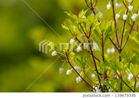 Dudedzia花 139679398
