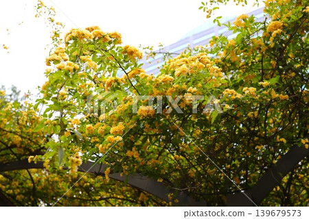 The Banksia rose, which blooms with yellow flowers. The Banksia rose, which blooms with yellow flowers. 139679573