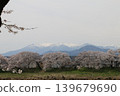 A thousand cherry trees in a single view, in collaboration with the snow-capped Zao mountain range. 139679690