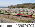 A thousand cherry trees in a single view, in collaboration with the snow-capped Zao mountain range. 139679703