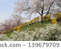 Colorful spring flowers complement the beauty of the thousand cherry blossoms at a glance. 139679709