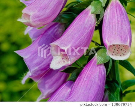 Flowers of the medicinal plant Digitalis (Plantaginaceae family) 139679734