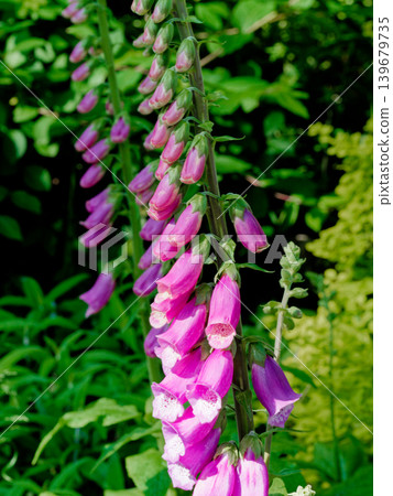 Flowers of the medicinal plant Digitalis (Plantaginaceae family) Flowers of the medicinal plant Digitalis (Plantaginaceae family) 139679735