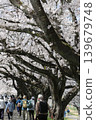 The thousand cherry trees along the Shiraishi River 139679748