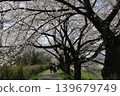 The thousand cherry trees along the Shiraishi River 139679749