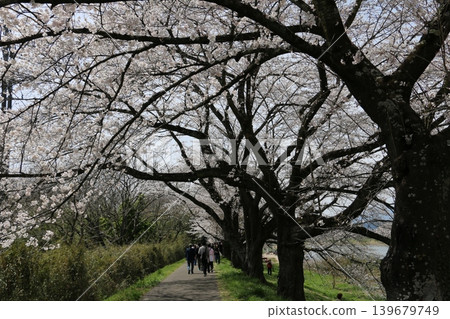 白石川沿岸的千棵櫻花樹 白石川沿岸的千棵櫻花樹 139679749