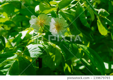 Flowers of the wild rose, Rosa multiflora (Rosa japonica), a wild species of rose in the Rosaceae family. Flowers of the wild rose, Rosa multiflora (Rosa japonica), a wild species of rose in the Rosaceae family. 139679765