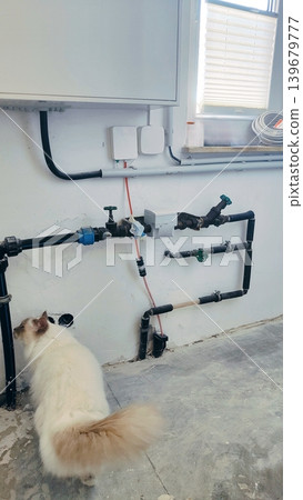 A domestic cat explores the engineering systems. A technical junction in a residential space. A domestic cat explores the engineering systems. A technical junction in a residential space. 139679777