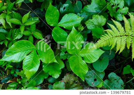 Leaves of Araceae, Amanita genus, Musashiabumi Leaves of Araceae, Amanita genus, Musashiabumi 139679781