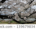 The thousand cherry trees along the Shiraishi River 139679834